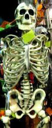 Hanging Skeleton Lifesize